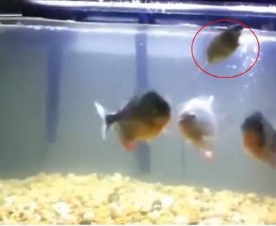 養虎魚怎么要放十間：養虎魚為什么要放入十間魚 養虎魚怎么要放十間：養虎魚為什么要放入十間魚 虎魚百科 第2張