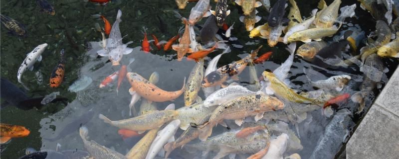 魚缸 錦鯉會吃小錦鯉魚嗎小錦鯉怎么飼養 金龍魚百科 錦鯉會吃小錦鯉魚嗎小錦鯉怎么飼養 錦鯉會吃小錦鯉魚嗎小錦鯉怎么飼養 金龍魚百科