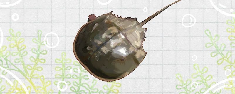 龍魚摔傷后如何判斷傷勢輕重,龍魚摔傷后判斷傷勢輕重的關鍵在于觀察其行為和體表狀況 龍魚百科 第1張 龍魚摔傷后如何判斷傷勢輕重,龍魚摔傷后判斷傷勢輕重的關鍵在于觀察其行為和體表狀況 龍魚摔傷后如何判斷傷勢輕重,龍魚摔傷后判斷傷勢輕重的關鍵在于觀察其行為和體表狀況 龍魚百科 第1張