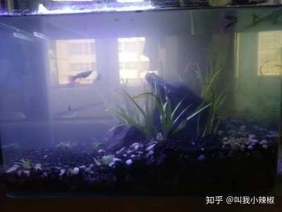 魚缸內壁黃斑