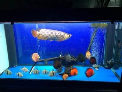 印度虎魚跟七彩能混養么：印度虎魚和七彩神仙魚在適當的條件下可以混養么 印度虎魚跟七彩能混養么：印度虎魚和七彩神仙魚在適當的條件下可以混養么 虎魚百科 第3張