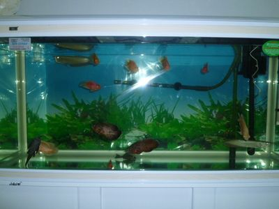 充氧氣頭應該放在魚缸哪個位置:魚缸氧氣頭的擺放位置 魚缸百科 第3張 充氧氣頭應該放在魚缸哪個位置:魚缸氧氣頭的擺放位置 充氧氣頭應該放在魚缸哪個位置:魚缸氧氣頭的擺放位置 魚缸百科 第3張