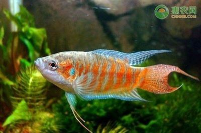 大魚缸觀賞魚怎么養：養殖觀賞魚的注意事項