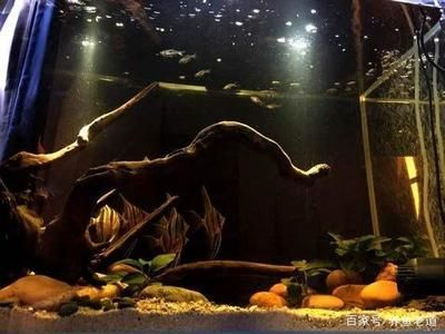 大魚缸觀賞魚怎么養：養殖觀賞魚的注意事項