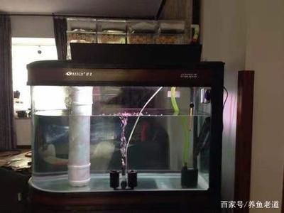 大魚缸觀賞魚怎么養：養殖觀賞魚的注意事項