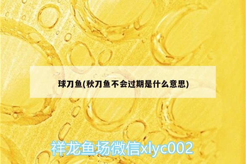 球刀魚(秋刀魚不會過期是什么意思)