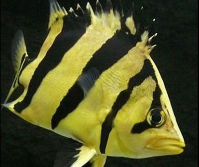 蘇門答臘虎魚(yú)適應(yīng)溫度：蘇門答臘虎魚(yú)適應(yīng)溫度范圍是25-28℃,25-[需手動(dòng)填充]