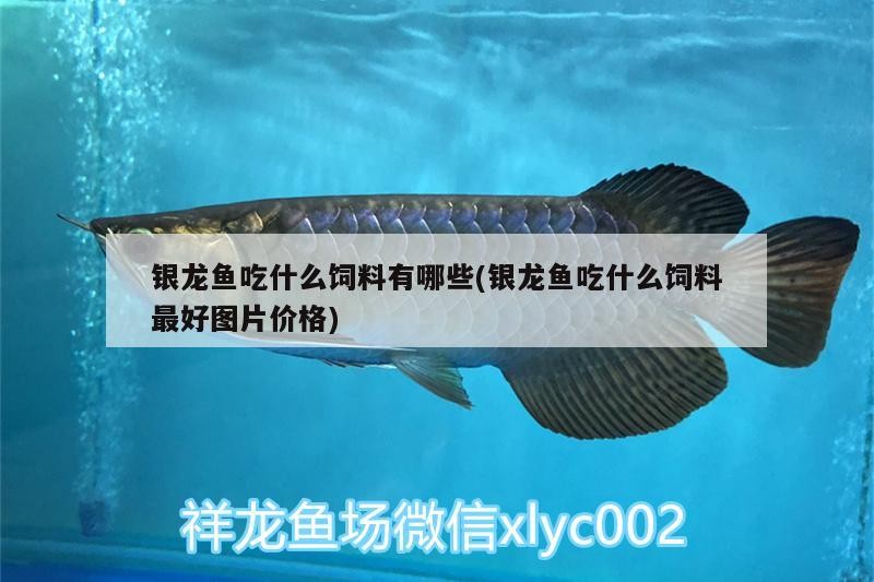 銀龍魚吃什么飼料有哪些(銀龍魚吃什么飼料最好圖片價格) 銀龍魚吃什么飼料有哪些(銀龍魚吃什么飼料最好圖片價格) 銀龍魚百科