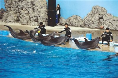 南平水族館vs祥龍魚場(chǎng)（南平水族館和祥龍魚場(chǎng)有什么區(qū)別？） 南平水族館vs祥龍魚場(chǎng)（南平水族館和祥龍魚場(chǎng)有什么區(qū)別？） 全國水族館企業(yè)名錄 第4張