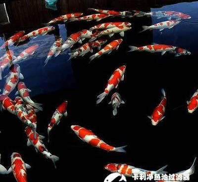 南平水族館vs祥龍魚場(chǎng)（南平水族館和祥龍魚場(chǎng)有什么區(qū)別？） 南平水族館vs祥龍魚場(chǎng)（南平水族館和祥龍魚場(chǎng)有什么區(qū)別？） 全國水族館企業(yè)名錄 第5張