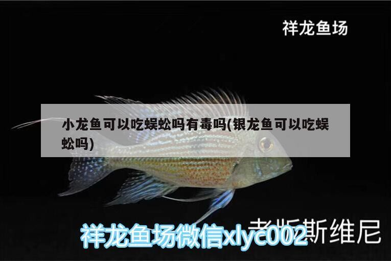 小龍魚(yú)可以吃蜈蚣嗎有毒嗎(銀龍魚(yú)可以吃蜈蚣嗎) 小龍魚(yú)可以吃蜈蚣嗎有毒嗎(銀龍魚(yú)可以吃蜈蚣嗎) 銀龍魚(yú)百科