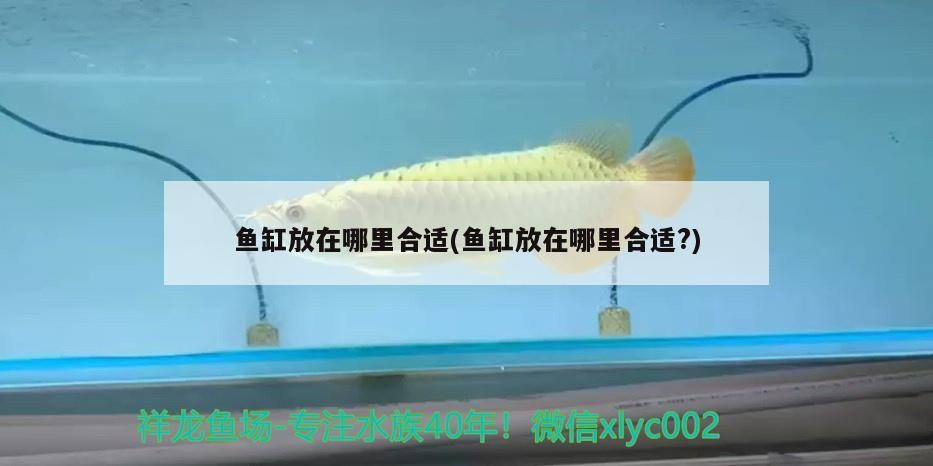 魚缸放在哪里合適(魚缸放在哪里合適?)