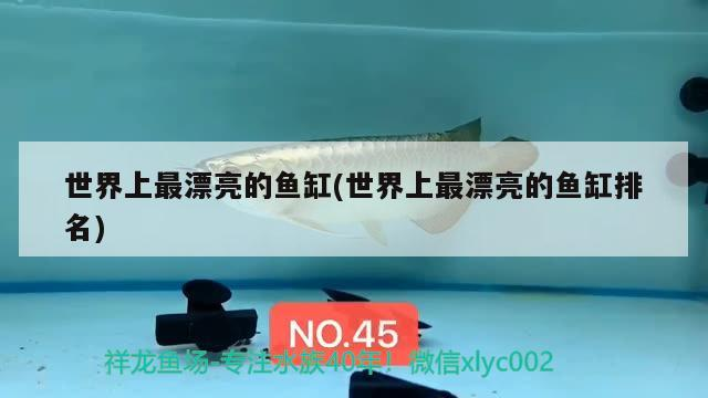 世界上最漂亮的魚缸(世界上最漂亮的魚缸排名)