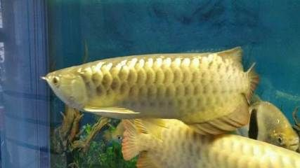 西寧龍魚(yú)vs祥龍魚(yú)場(chǎng)(西寧龍魚(yú)與祥龍魚(yú)場(chǎng)之間的差異之前,我們需要明確兩者所指的內(nèi)容) 全國(guó)水族館企業(yè)名錄 第4張 西寧龍魚(yú)vs祥龍魚(yú)場(chǎng)(西寧龍魚(yú)與祥龍魚(yú)場(chǎng)之間的差異之前,我們需要明確兩者所指的內(nèi)容) 西寧龍魚(yú)vs祥龍魚(yú)場(chǎng)(西寧龍魚(yú)與祥龍魚(yú)場(chǎng)之間的差異之前,我們需要明確兩者所指的內(nèi)容) 全國(guó)水族館企業(yè)名錄 第4張