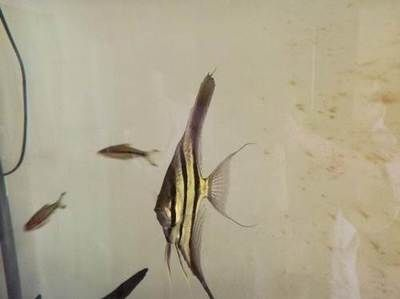 西寧龍魚(yú)vs祥龍魚(yú)場(chǎng)(西寧龍魚(yú)與祥龍魚(yú)場(chǎng)之間的差異之前,我們需要明確兩者所指的內(nèi)容) 全國(guó)水族館企業(yè)名錄 第6張 西寧龍魚(yú)vs祥龍魚(yú)場(chǎng)(西寧龍魚(yú)與祥龍魚(yú)場(chǎng)之間的差異之前,我們需要明確兩者所指的內(nèi)容) 西寧龍魚(yú)vs祥龍魚(yú)場(chǎng)(西寧龍魚(yú)與祥龍魚(yú)場(chǎng)之間的差異之前,我們需要明確兩者所指的內(nèi)容) 全國(guó)水族館企業(yè)名錄 第6張