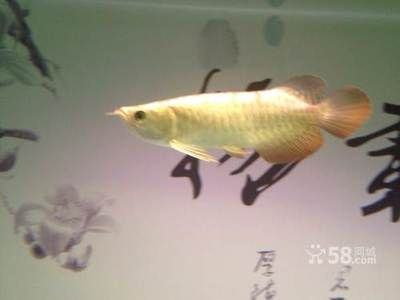 西寧龍魚(yú)vs祥龍魚(yú)場(chǎng)(西寧龍魚(yú)與祥龍魚(yú)場(chǎng)之間的差異之前,我們需要明確兩者所指的內(nèi)容) 全國(guó)水族館企業(yè)名錄 第5張 西寧龍魚(yú)vs祥龍魚(yú)場(chǎng)(西寧龍魚(yú)與祥龍魚(yú)場(chǎng)之間的差異之前,我們需要明確兩者所指的內(nèi)容) 西寧龍魚(yú)vs祥龍魚(yú)場(chǎng)(西寧龍魚(yú)與祥龍魚(yú)場(chǎng)之間的差異之前,我們需要明確兩者所指的內(nèi)容) 全國(guó)水族館企業(yè)名錄 第5張