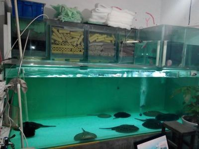 魟魚繁殖魚缸多大合適：魟魚繁殖魚缸多大合適的魚繁殖魚缸多大合適