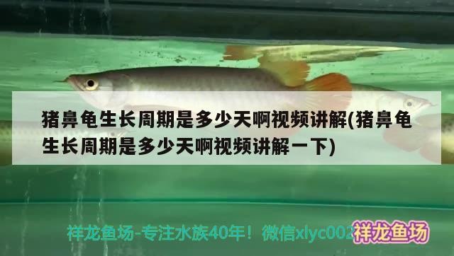 豬鼻龜生長周期是多少天啊視頻講解(豬鼻龜生長周期是多少天啊視頻講解一下)