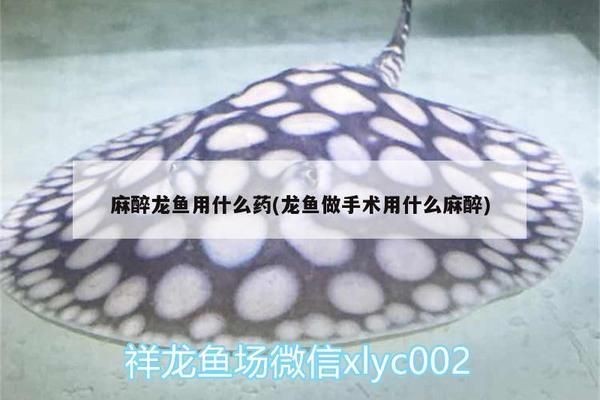 龍魚用什么藥水泡金vs祥龍魚場：“龍魚用什么藥水泡金vs祥龍魚場”的直接答案是什么 龍魚用什么藥水泡金vs祥龍魚場：“龍魚用什么藥水泡金vs祥龍魚場”的直接答案是什么 vs祥龍魚場 第1張