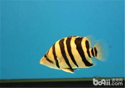 虎魚蒙眼是什么原因：虎魚蒙眼是什么原因?qū)е碌? title=