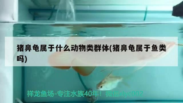 豬鼻龜屬于什么動物類群體(豬鼻龜屬于魚類嗎) 豬鼻龜屬于什么動物類群體(豬鼻龜屬于魚類嗎) 豬鼻龜百科