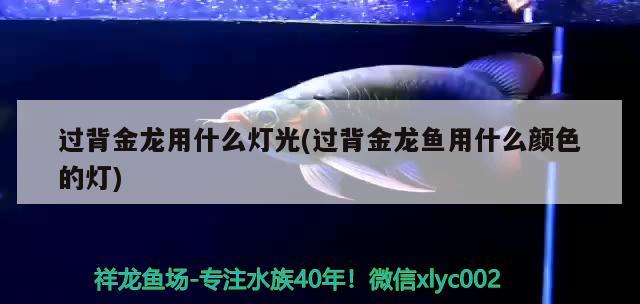 過背金龍用什么燈光(過背金龍魚用什么顏色的燈)