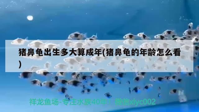 豬鼻龜出生多大算成年(豬鼻龜的年齡怎么看)