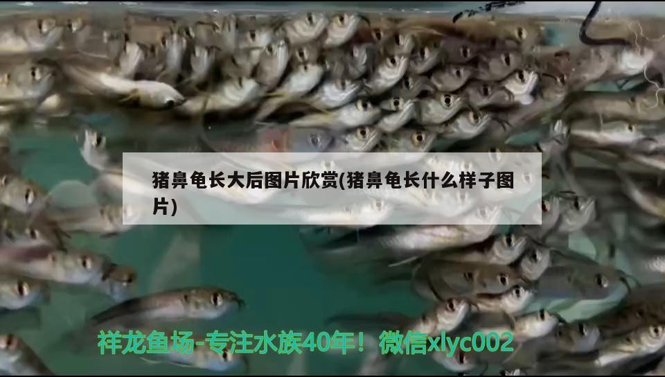 豬鼻龜長大后圖片欣賞(豬鼻龜長什么樣子圖片)