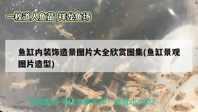 魚缸內裝飾造景圖片大全欣賞圖集(魚缸景觀圖片造型)