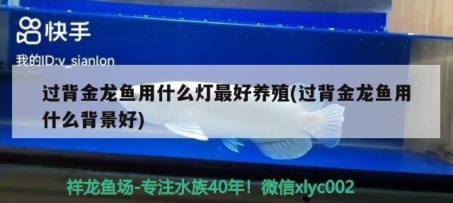 過背金龍魚用什么燈最好養殖(過背金龍魚用什么背景好)