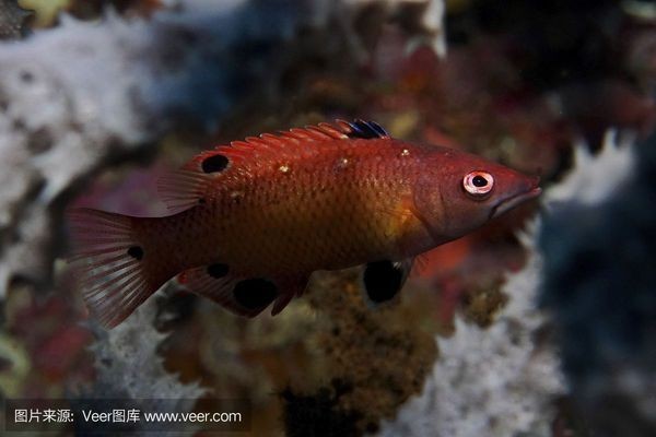 紅龍魚海魚：紅龍魚是一種常見的觀賞魚，而不是海魚， 紅龍魚海魚：紅龍魚是一種常見的觀賞魚，而不是海魚， 紅龍魚百科 第1張