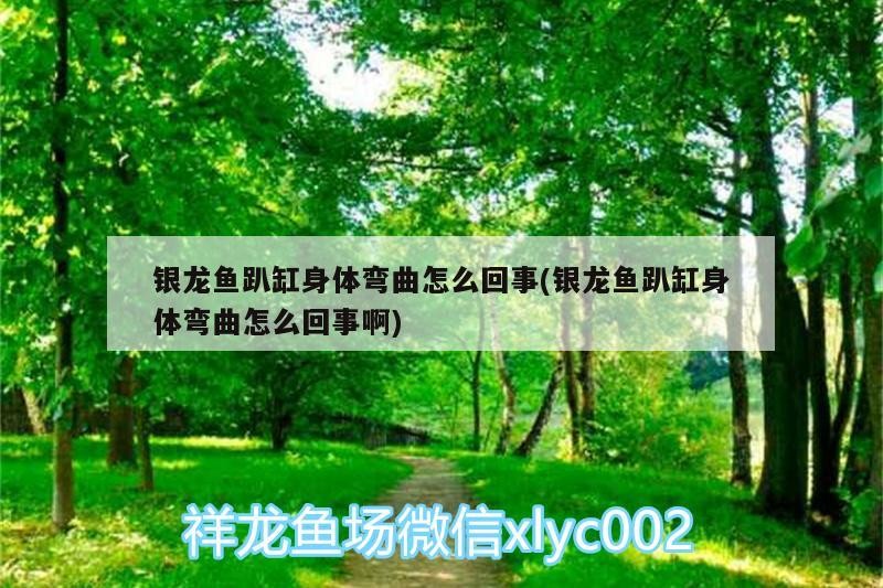 銀龍魚趴缸身體彎曲怎么回事(銀龍魚趴缸身體彎曲怎么回事啊)