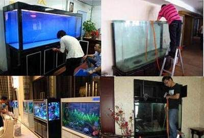 大型魚缸清潔魚怎么養：h魚缸清潔工魚的養殖方法，適合大型魚缸的清潔方法