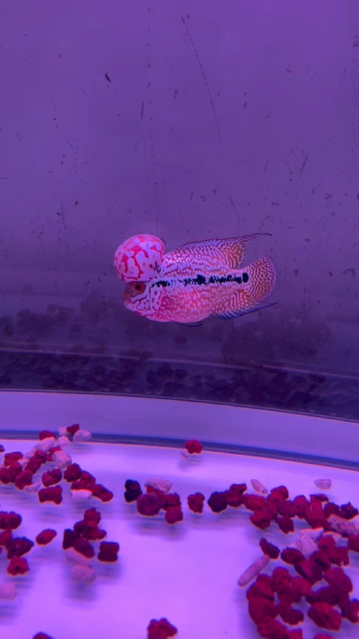 城陽區翔龍翔水族店