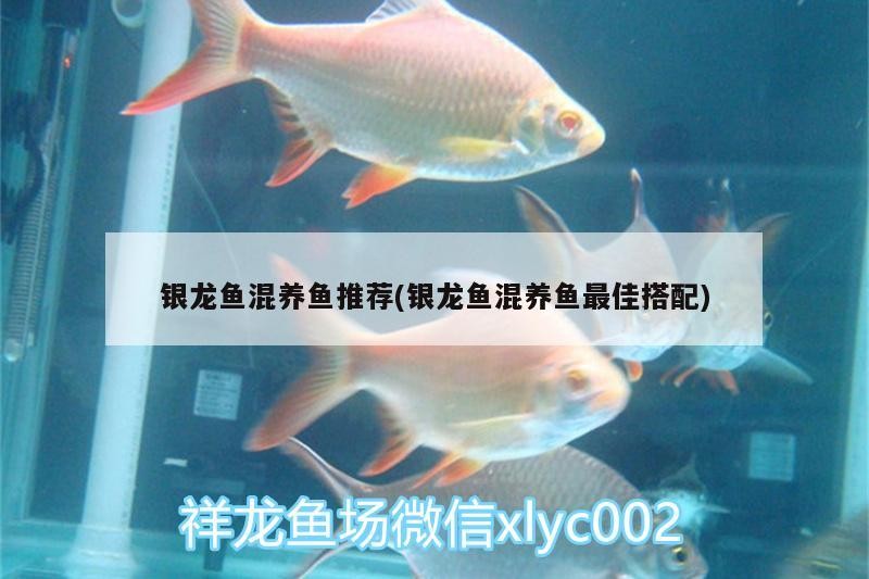 銀龍魚混養魚推薦(銀龍魚混養魚最佳搭配)