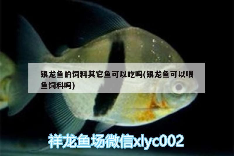 銀龍魚的飼料其它魚可以吃嗎(銀龍魚可以喂魚飼料嗎)