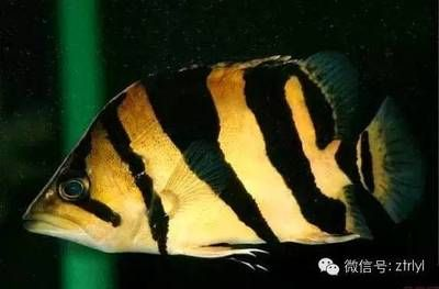 印尼虎和蘇虎區別：印尼虎和蘇虎有什么區別？