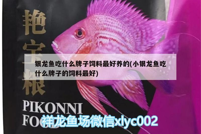 銀龍魚吃什么牌子飼料最好養的(小銀龍魚吃什么牌子的飼料最好)