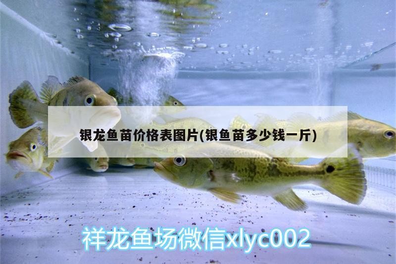 銀龍魚苗價格表圖片(銀魚苗多少錢一斤) 銀龍魚苗價格表圖片(銀魚苗多少錢一斤) 銀龍魚百科