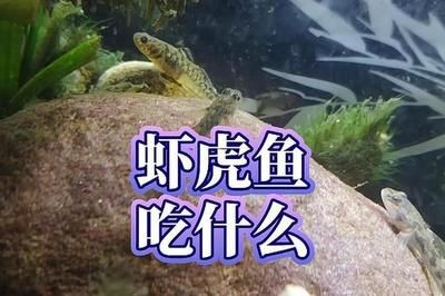 虎魚吃小魚嗎會死嗎：虎魚吃小魚會導致死亡嗎 虎魚吃小魚嗎會死嗎：虎魚吃小魚會導致死亡嗎 虎魚百科 第2張