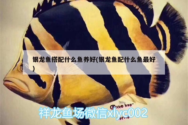 銀龍魚搭配什么魚養好(銀龍魚配什么魚最好)