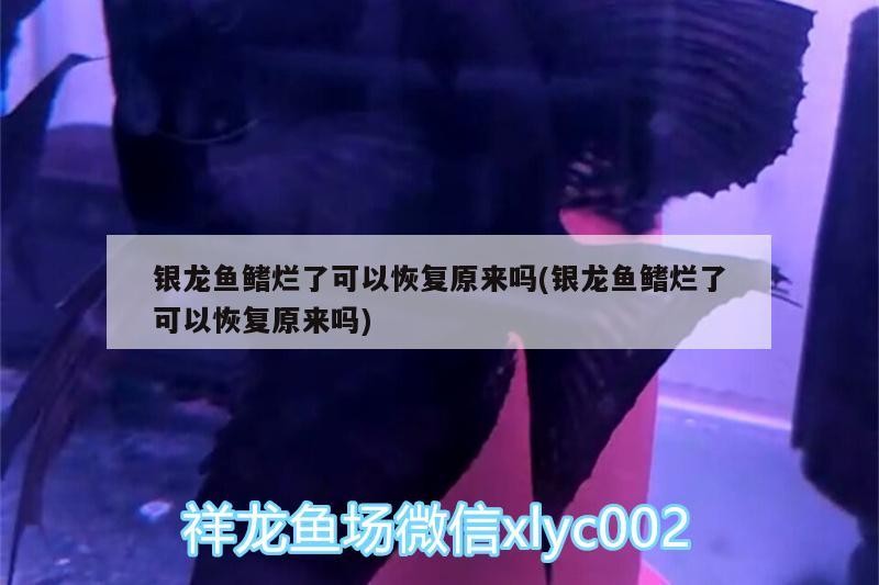銀龍魚(yú)鰭爛了可以恢復(fù)原來(lái)嗎(銀龍魚(yú)鰭爛了可以恢復(fù)原來(lái)嗎)