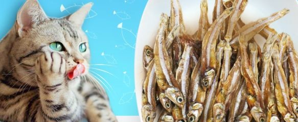 創寧水族用品有限公司加盟：創寧水族用品有限公司成立于2021年05月21日