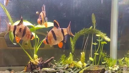 喂虎魚吃什么小魚：喂養(yǎng)虎魚吃什么小魚