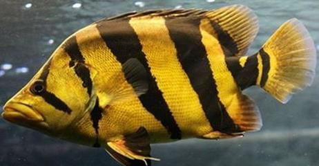 虎魚黑炭一樣能恢復嗎：虎魚體色變黑可能有多種原因虎魚體色變黑可能有多種原因