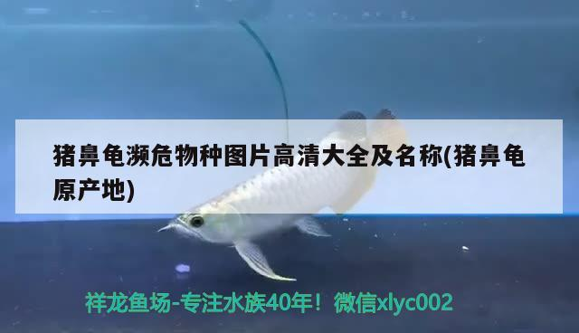 豬鼻龜瀕危物種圖片高清大全及名稱(豬鼻龜原產地)
