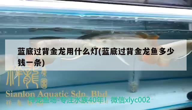 藍底過背金龍用什么燈(藍底過背金龍魚多少錢一條)