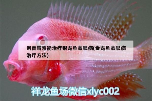 紅龍魚蒙眼用青霉素膠囊行不行：紅龍魚蒙眼治療龍魚蒙眼病的用量需要注意以下幾點