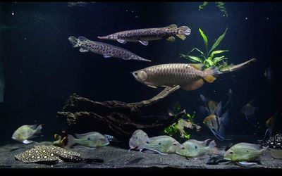 魟魚喂養技巧圖解視頻：\"魟魚喂養技巧圖解視頻\"