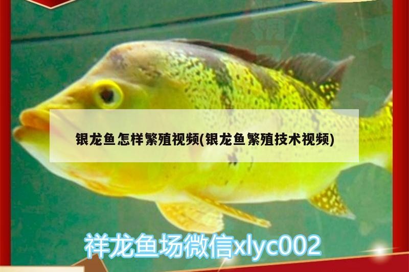 銀龍魚怎樣繁殖視頻(銀龍魚繁殖技術視頻)